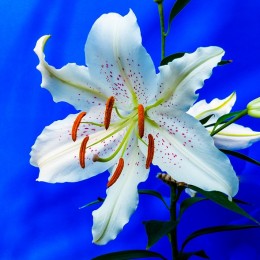 lily-227837_640