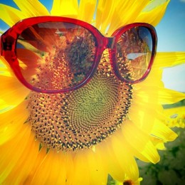 miss-sunflower-1063732_640