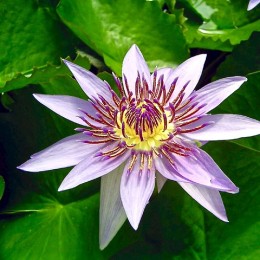 blue-egyptian-lotus-959683_640