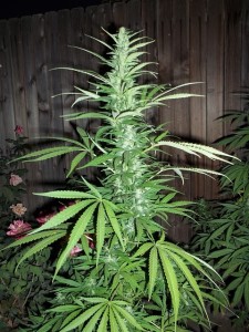 cannabis-364568_640